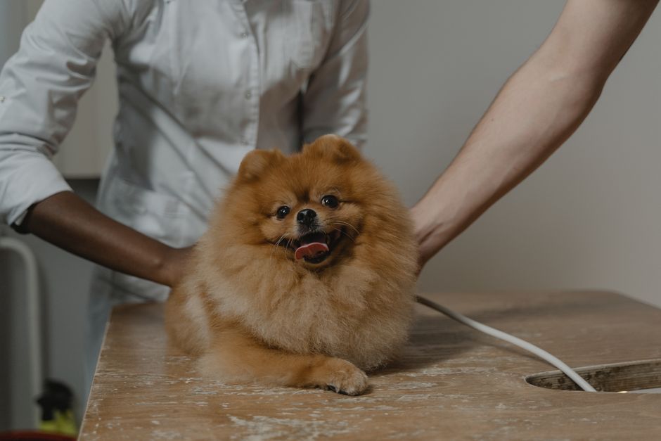 Ako pripraviť psa na prvú návštevu veterinára