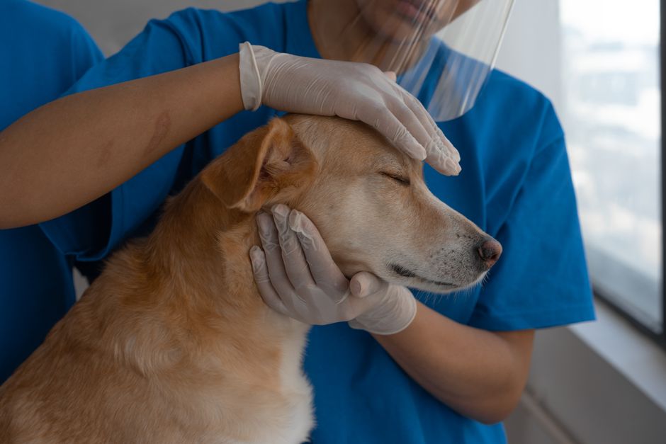 Zvládanie strachu zvieraťa z veterinárnej kliniky