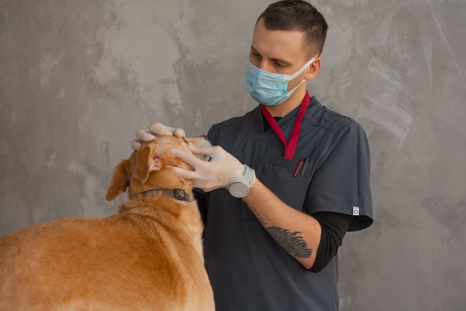 Veterinár vyšetruje psa na klinike AMIS