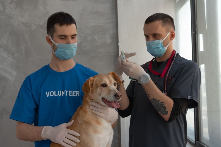 Očkovanie šteňaťa na veterinárnej klinike